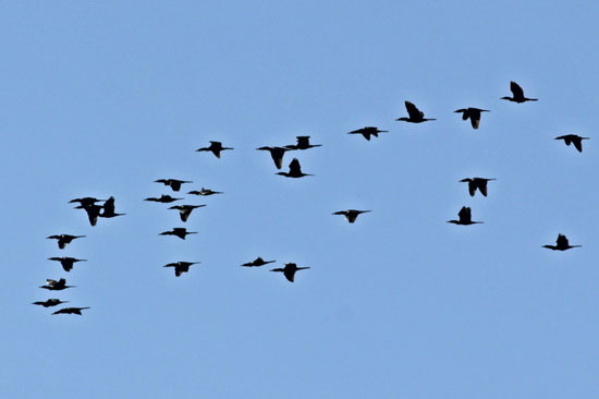 Biguá/Neotropic Cormorant Biguá/Neotropic Cormorant