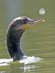 Biguá/Neotropic Cormorant Biguá/Neotropic Cormorant
