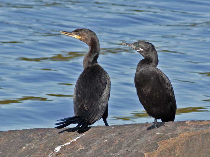 Biguá/Neotropic Cormorant Biguá/Neotropic Cormorant