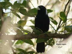 Boyero negro/Solitary Black Cacique Boyero negro/Solitary Black Cacique