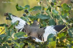 Calandria-real/White-banded Mockingbird Calandria-real/White-banded Mockingbird