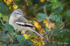 Calandria-real/White-banded Mockingbird Calandria-real/White-banded Mockingbird