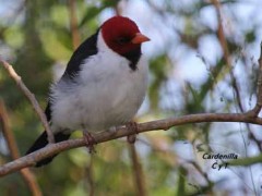 Cardenilla/Yellow-billed Cardinal Cardenilla/Yellow-billed Cardinal