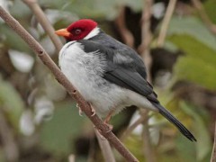 Cardenilla/Yellow-billed Cardinal Cardenilla/Yellow-billed Cardinal