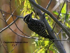 Carpintero bataraz chico/Checkered Woodpecker Carpintero bataraz chico/Checkered Woodpecker