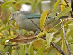 Celestino/Sayaca Tanager Celestino/Sayaca Tanager