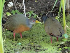 Chiricote/Gray-necked Wood-Rail Chiricote/Gray-necked Wood-Rail