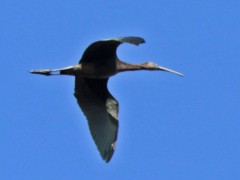 Cuervillo de cañada/White-faced Ibis Cuervillo de cañada/White-faced Ibis