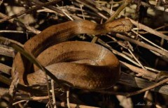 Culebra ojo de gato/Thamnodynastes hypoconia Culebra ojo de gato/Thamnodynastes hypoconia