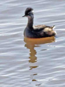 Macá común/White-tufted Grebe Macá común/White-tufted Grebe