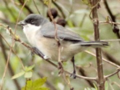 Monterita cabeza negraH/Black-capped Warbling-FinchF Monterita cabeza negraH/Black-capped Warbling-FinchF