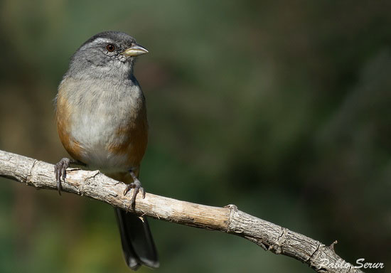 Monterita litoraleña/Red-rumped Warbling-Finch Monterita litoraleña/Red-rumped Warbling-Finch