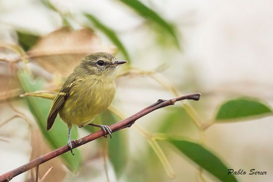 Mosqueta común/Mottle-cheeked Tyrannulet Mosqueta común/Mottle-cheeked Tyrannulet