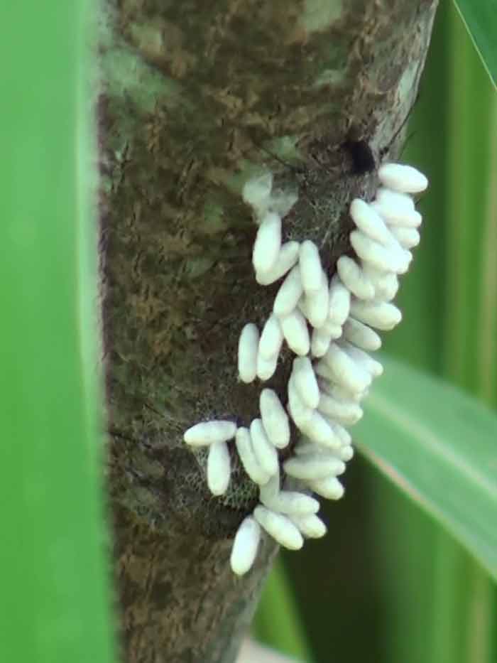 Oruga parasitada/Parasitized caterpillar Oruga parasitada/Parasitized caterpillar