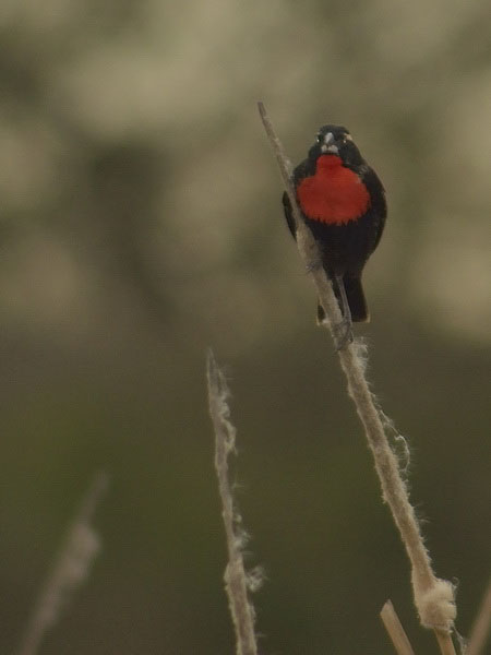 Pecho colorado/White-browed Blackbird Pecho colorado/White-browed Blackbird