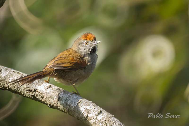 Pijuí plomizo/Spix's Spinetail Pijuí plomizo/Spix's Spinetail