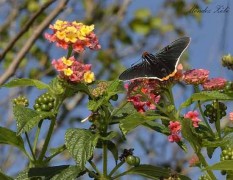 Polibio sangrante/Guave Skipper Polibio sangrante/Guava Skipper