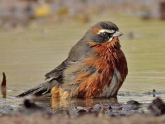 Sietevestidos/Black-and-rufous Warbling-Finch Sietevestidos/Black-and-rufous Warbling-Finch