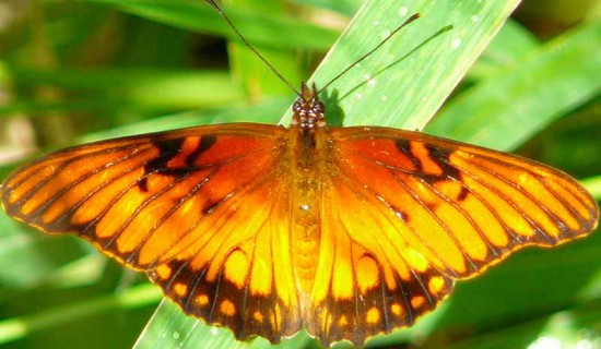 Moneta/Mexican Silverspot