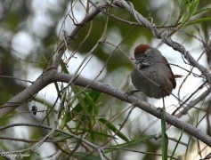 Pijui frente gris/Sooty-fronted Spinetail
