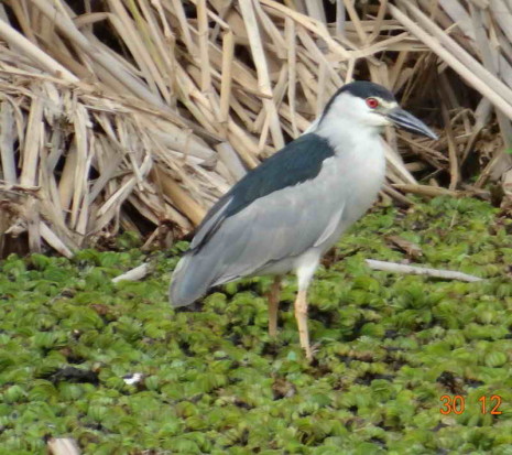 Garza bruja/Black-crowned Night-Heron