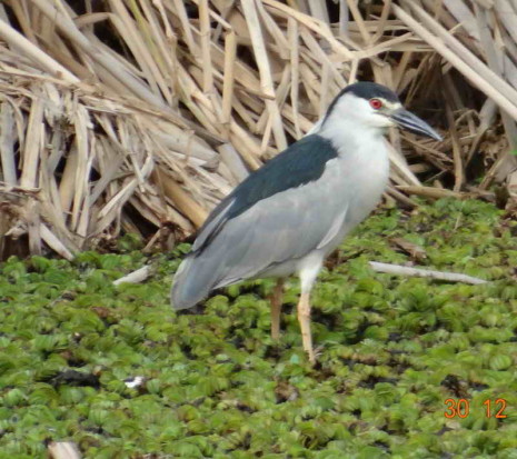 Garza bruja/Black-crowned Night-Heron