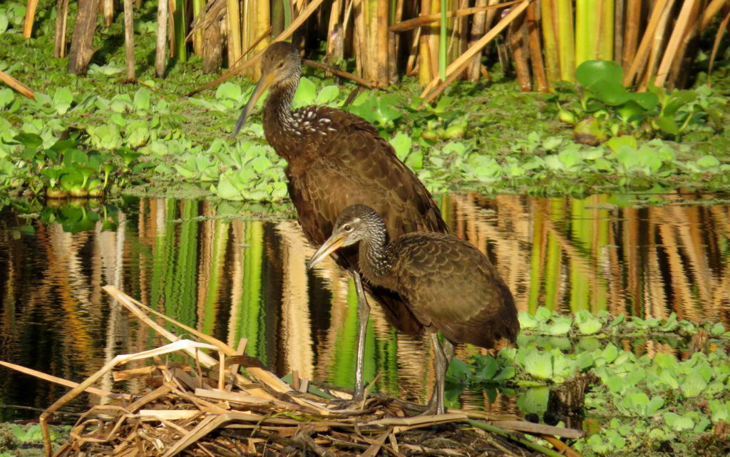 Limpkin family at the Coypu Pond January 2016