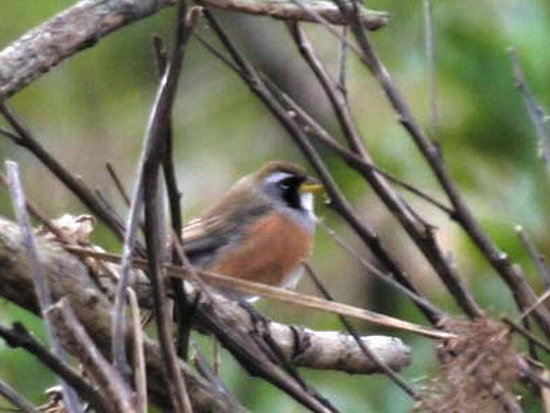 Pepitero chico/Many-colored Chaco-Finch