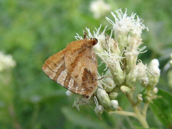 Élida