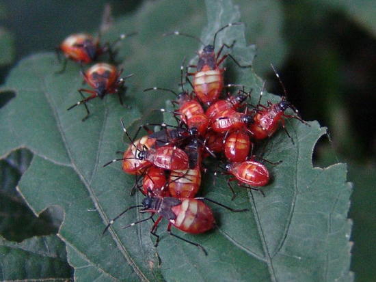 Red Bug