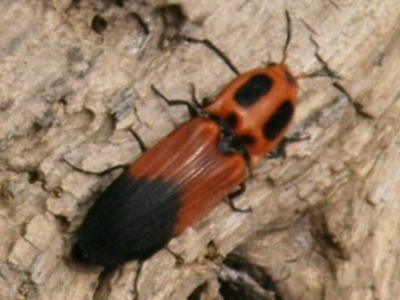 Escarabajo clic/Hemirrhpus apicalis