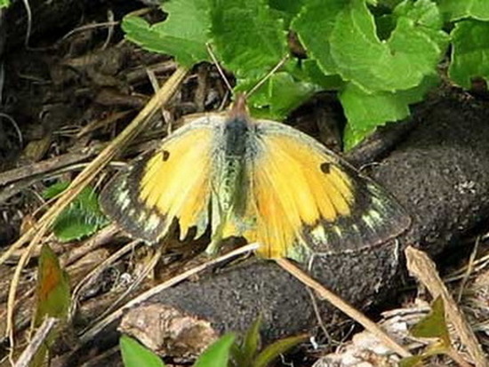 Isoca de la alfalfa 