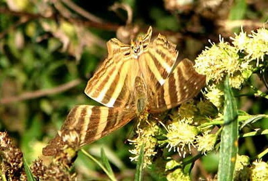Daga chirona 