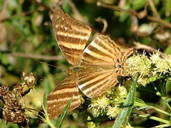 Daga chirona 