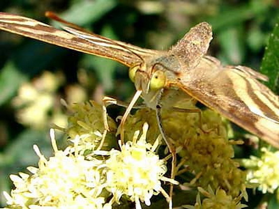 Daga chirona 