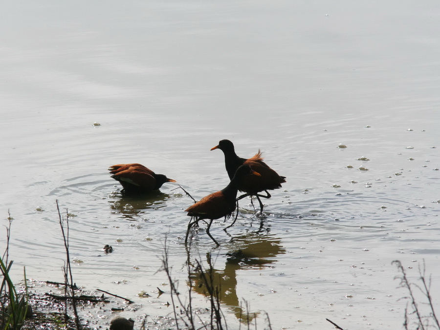 Jacana raa 6 8 06 11