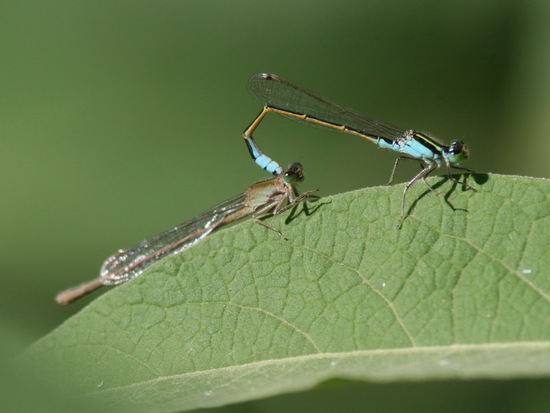 Damselfly/Narrow-winged damselflies