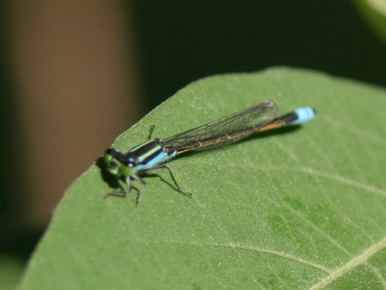 Damselfly/Narrow-winged damselflies
