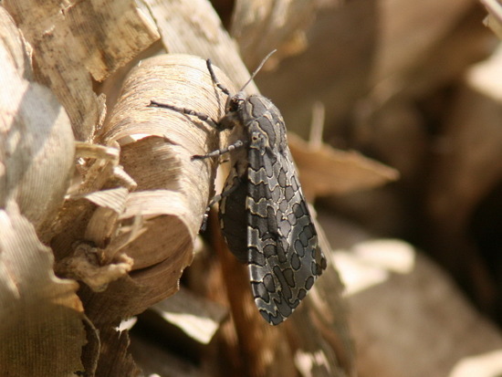 Polilla leopardo gris