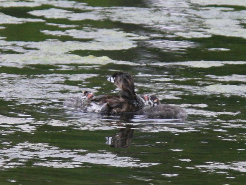 Pied-billed grebe - Parental care