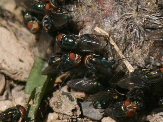 Blow fly