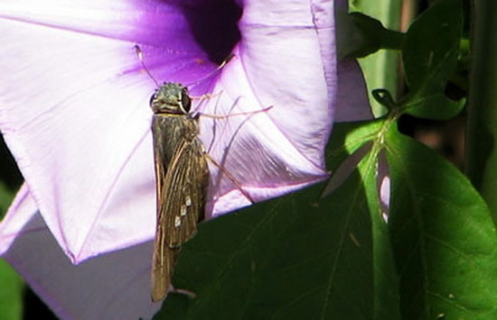 Achirera