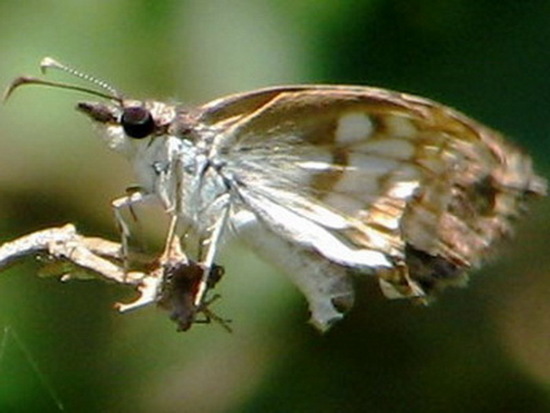 Emparchada