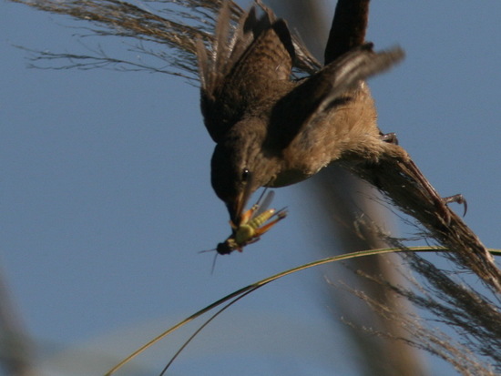 Short-horned grasshopper