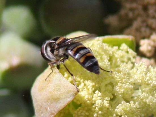 Hoverfly