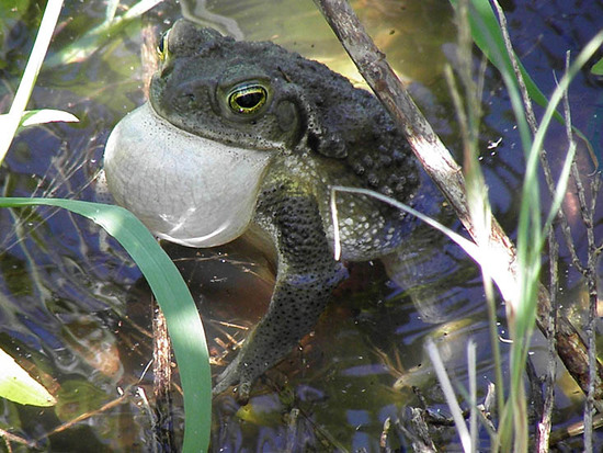 Sapo común