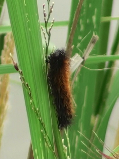 Polilla tigre