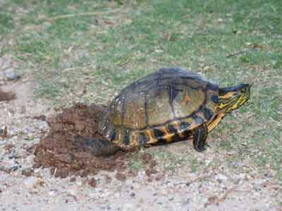 Tortuga pintada