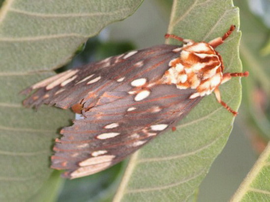 Polilla de la calavera