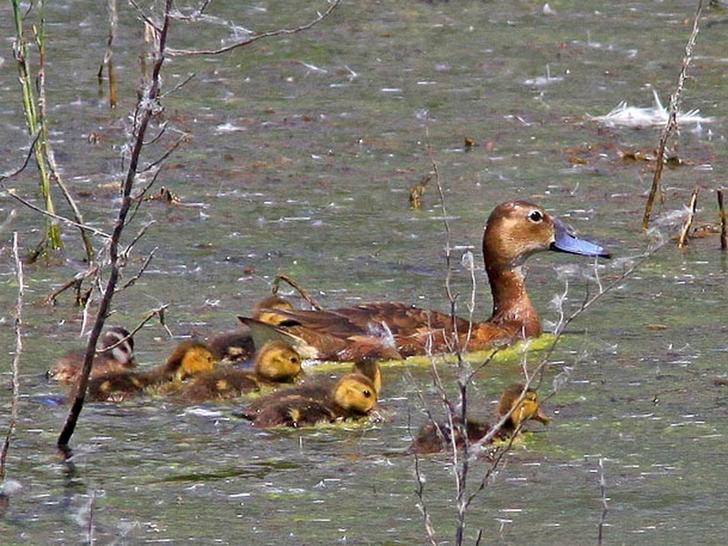 Facultative parasitism - Fulvous whistling-duck